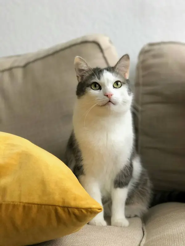 Lily Grosshaupt