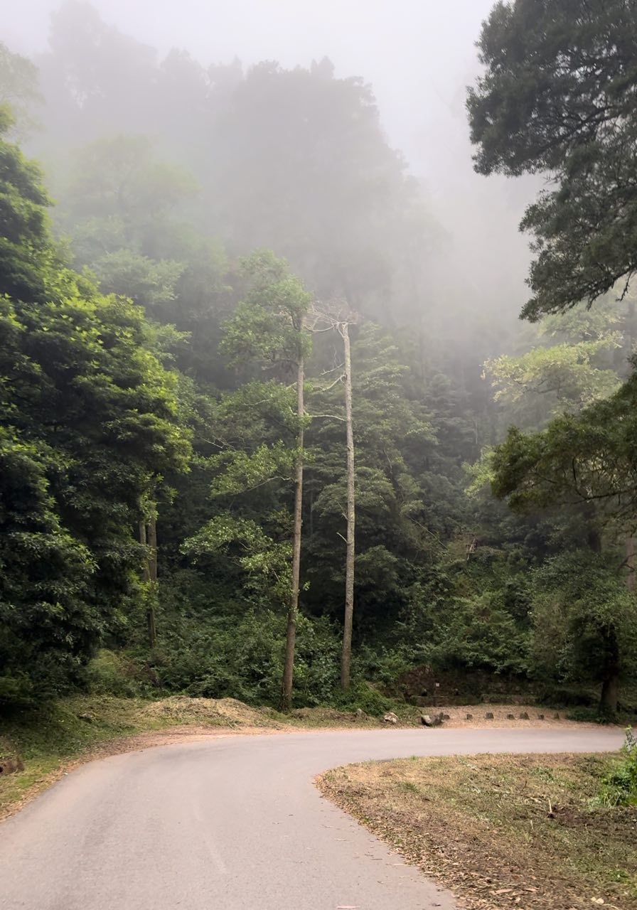 Sintra Forest
